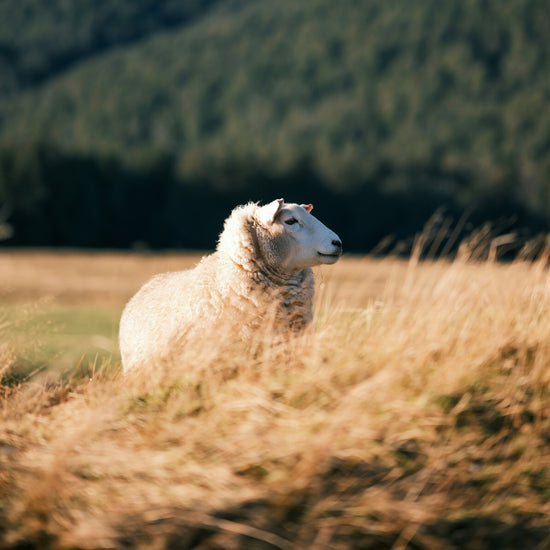 Merino Sheep in golden field