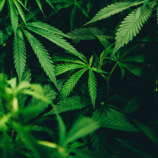 Thick canopy of a hemp plant