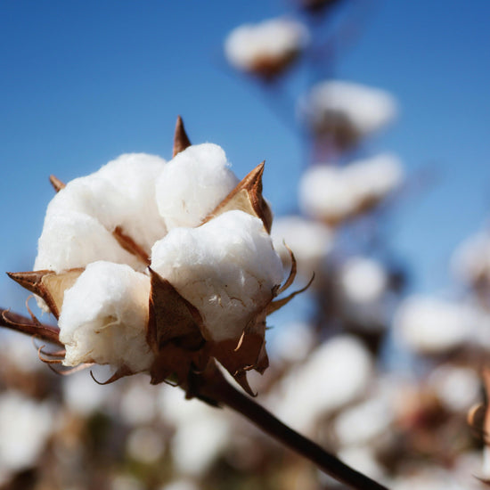 Close up of cotton in bloom. 