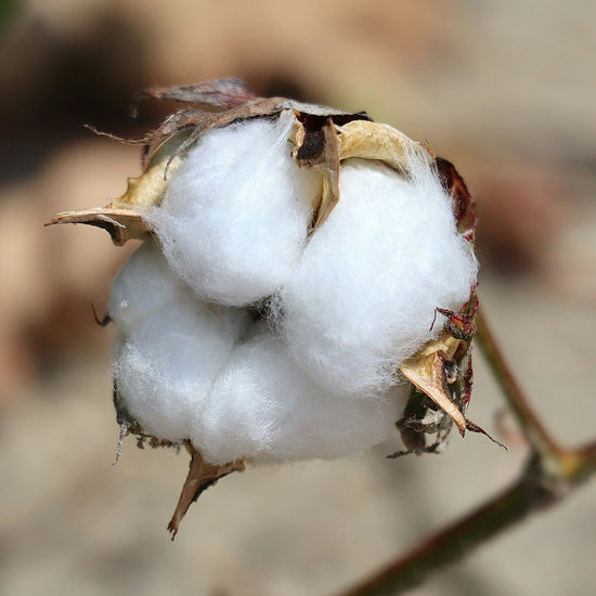 Close up of a cotton flower
